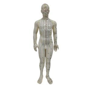 Modelo (Boneco) Masculino de Acupuntura Kan Li (50cm)