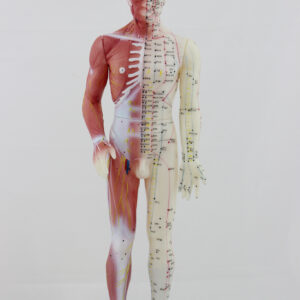 Modelo (Boneco) Masculino de Acupuntura com Músculo Kan Li (60cm)
