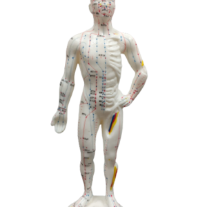 Modelo (Boneco) Masculino de Acupuntura Kan Li (26cm)